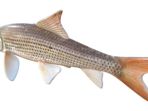 Spotted Sucker fish 3D Model