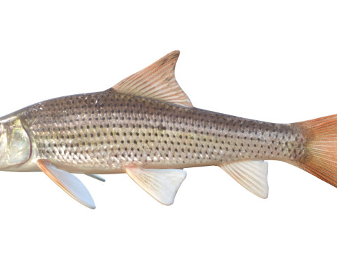 Spotted Sucker fish 3D Model