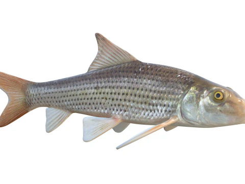 Pesce pollone maculato Modello 3D