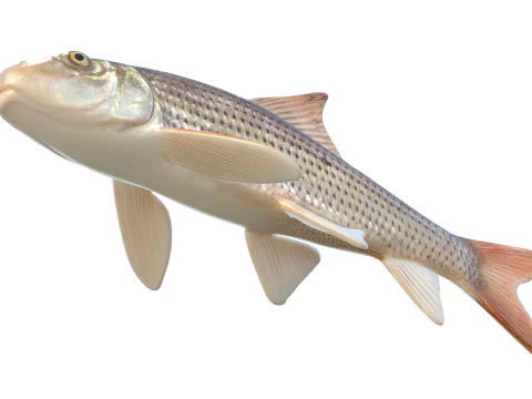 Pesce pollone maculato Modello 3D