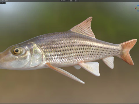 Pesce pollone maculato Modello 3D