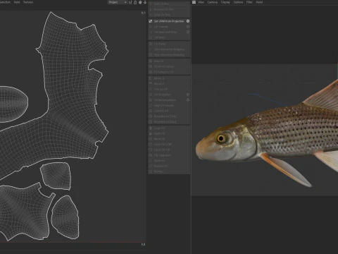 Pesce pollone maculato Modello 3D