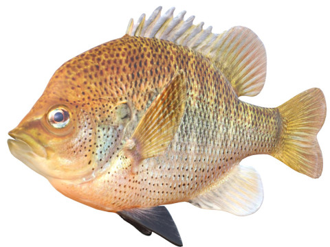 Pez luna manchado Modelo 3D