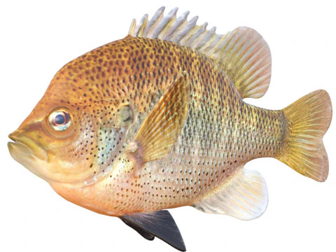 Łacisty samogł&oacute;w Model 3D