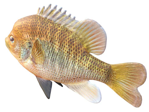 चित्तीदार सनफिश 3D मॉडल