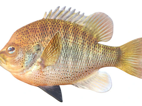 चित्तीदार सनफिश 3D मॉडल