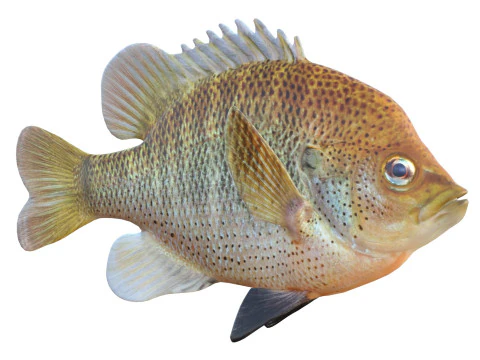 चित्तीदार सनफिश 3D मॉडल