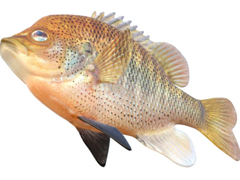 चित्तीदार सनफिश 3D मॉडल