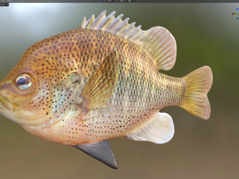 चित्तीदार सनफिश 3D मॉडल