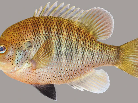 चित्तीदार सनफिश 3D मॉडल