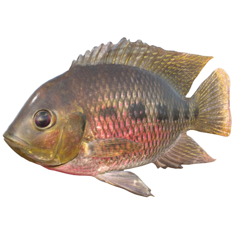 Spotted Tilapia fish 3D Model .c4d .max .obj .3ds .fbx .stl .blend