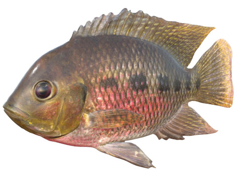 Pez tilapia manchada Modelo 3D