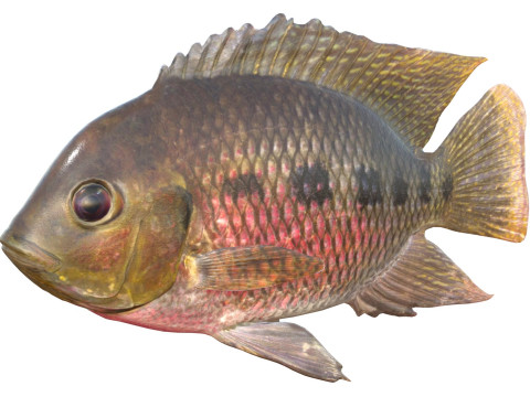 Spotted Tilapia fish 3D Model
