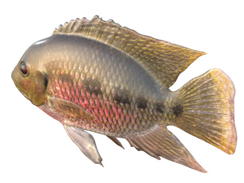 Spotted Tilapia fish 3D Model