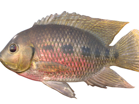 Spotted Tilapia fish 3D Model