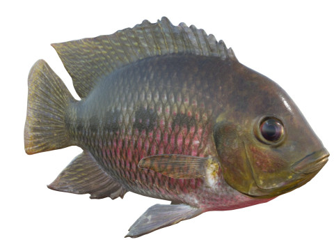 Spotted Tilapia fish 3D Model