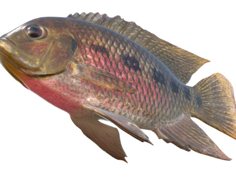Spotted Tilapia fish 3D Model