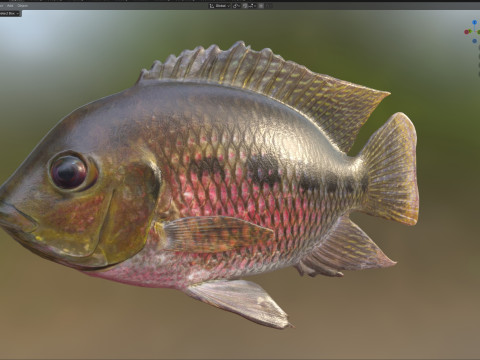 Spotted Tilapia fish 3D Model
