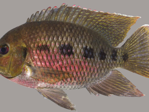 Spotted Tilapia fish 3D Model