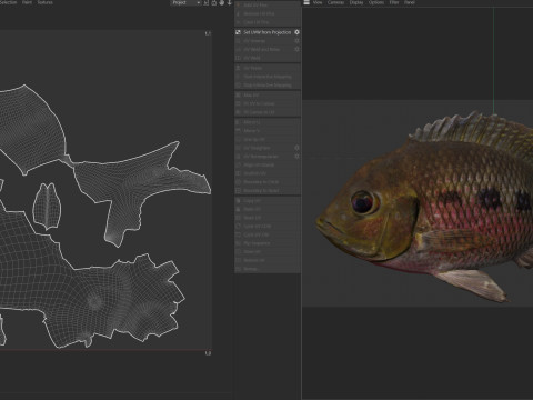 Spotted Tilapia fish 3D Model