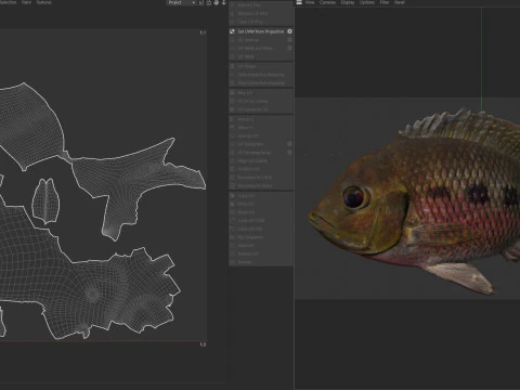 Spotted Tilapia fish 3D Model