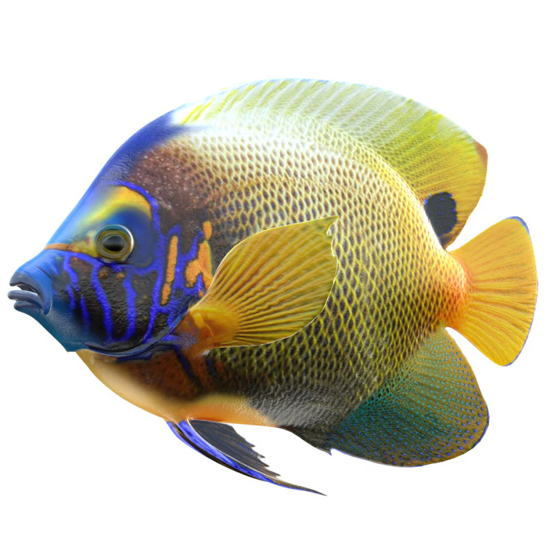 Angelfish BlueFace fish 3D Model .c4d .max .obj .3ds .fbx .stl .blend 