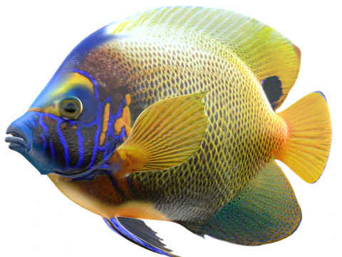 Skalary Ryba BlueFace Model 3D