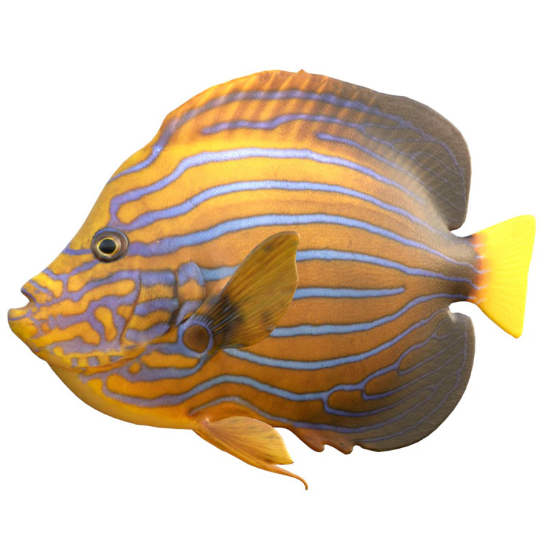 Angelfish Blueline fish 3D Model .c4d .max .obj .3ds .fbx .stl .blend 