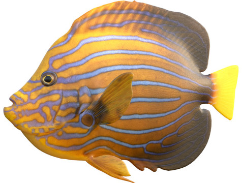 Angelfish Blueline fish 3D Model