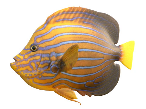 Angelfish Blueline fish 3D Model