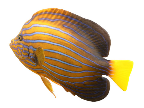Kaiserfisch Blueline-Fisch 3D Modell