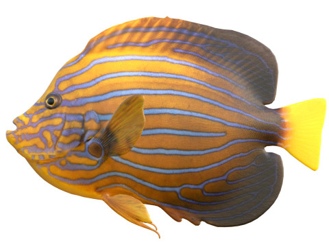 Kaiserfisch Blueline-Fisch 3D Modell