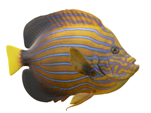 Kaiserfisch Blueline-Fisch 3D Modell