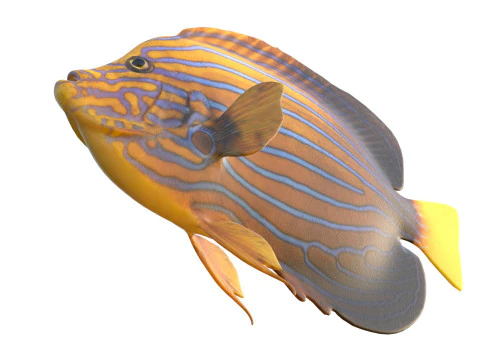 Angelfish Blueline fish 3D Model