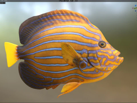 Angelfish Blueline fish 3D Model