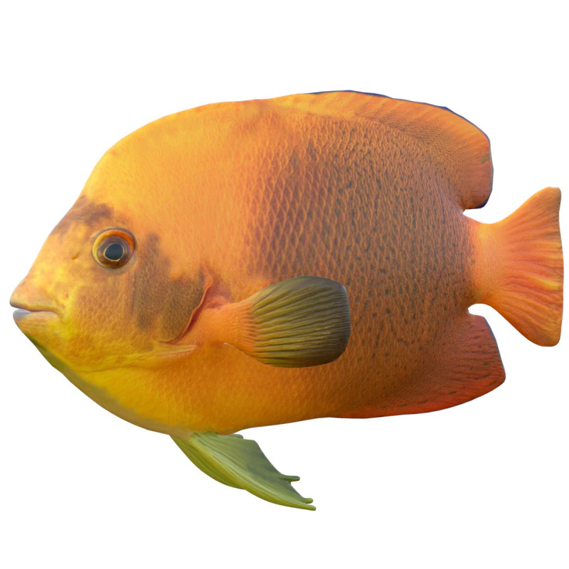 엔젤피시 클라리온 3D 모델 .c4d .max .obj .3ds .fbx .stl .blend 