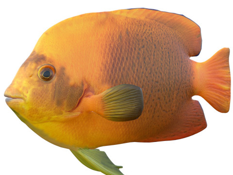 Angelfish Clarion 3D Model