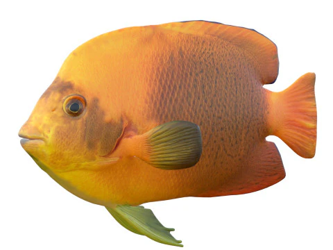 엔젤피시 클라리온 3D 모델