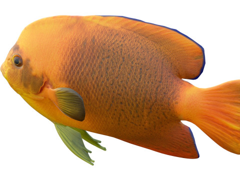 Clarim de peixe-anjo Modelo 3D