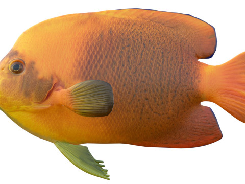 Clarim de peixe-anjo Modelo 3D