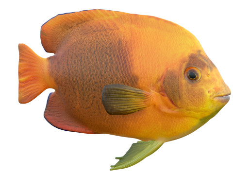 Clarim de peixe-anjo Modelo 3D