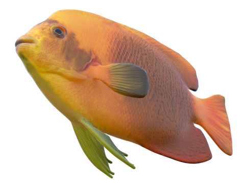 Clarim de peixe-anjo Modelo 3D