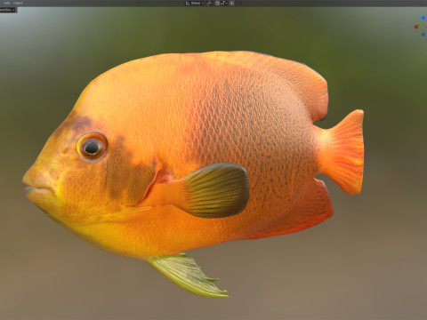 Clarim de peixe-anjo Modelo 3D