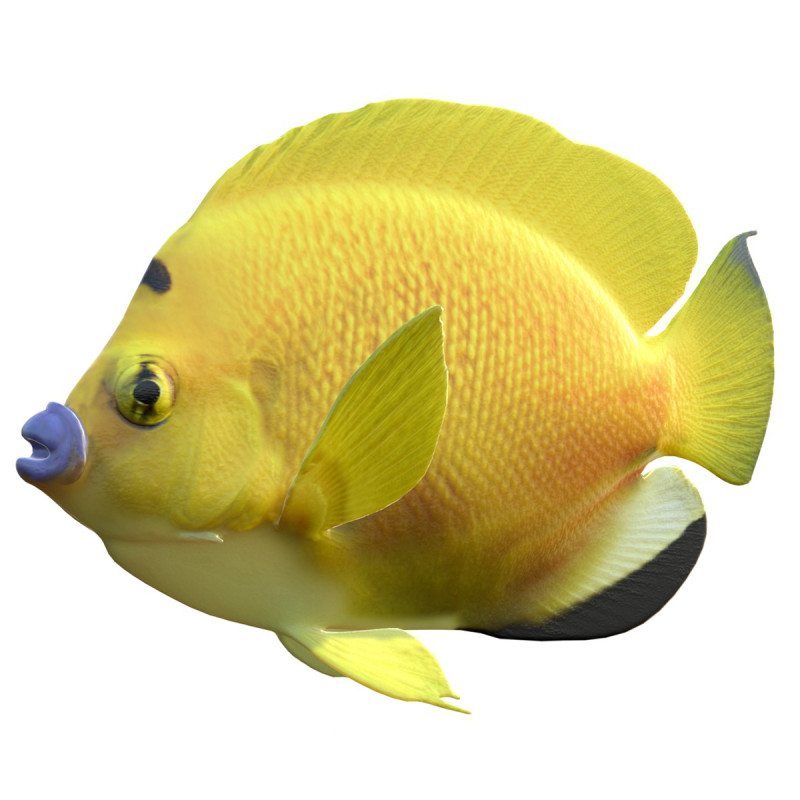Kaiserfisch Flagfin 3D Modell .c4d .max .obj .3ds .fbx .stl .blend 