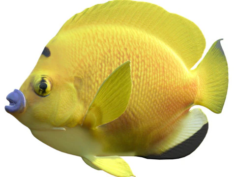 Skalary Flagfin Model 3D