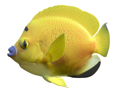 Kaiserfisch Flagfin 3D Modell