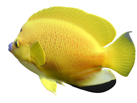 Kaiserfisch Flagfin 3D Modell