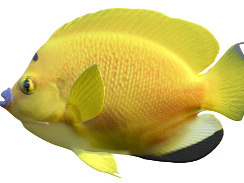 Skalary Flagfin Model 3D