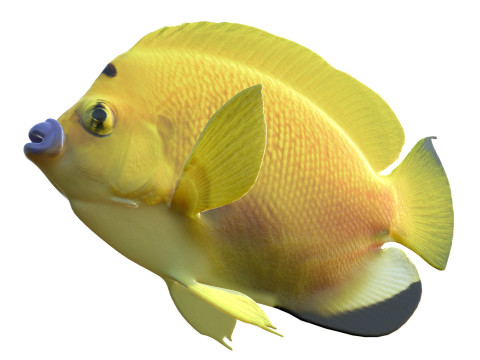 Kaiserfisch Flagfin 3D Modell