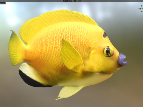 Kaiserfisch Flagfin 3D Modell